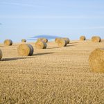 CAFÉ SCIENCE TAYPORT – BIOFUELS: SPINNING STRAW INTO BLACK GOLD - Thursday 6th November 2014, 6pm